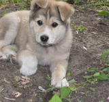 От меня и собачки Нюши "Bon Appetit"
