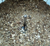 Сухие грибы измельчаем до порошка в блендере. Заливаем кипятком и даем 20 минут постоять.	